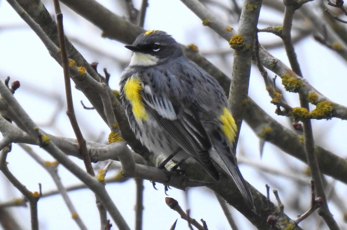 Yellow-rumped Warbler (Myrtle x Audubon's) - Cos van Wermeskerken
