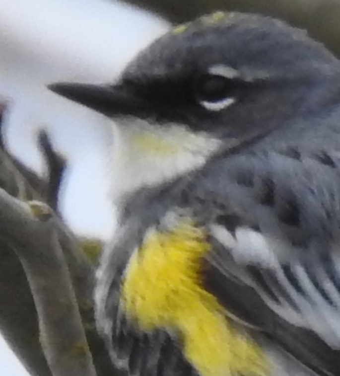 Yellow-rumped Warbler (Myrtle x Audubon's) - Cos van Wermeskerken