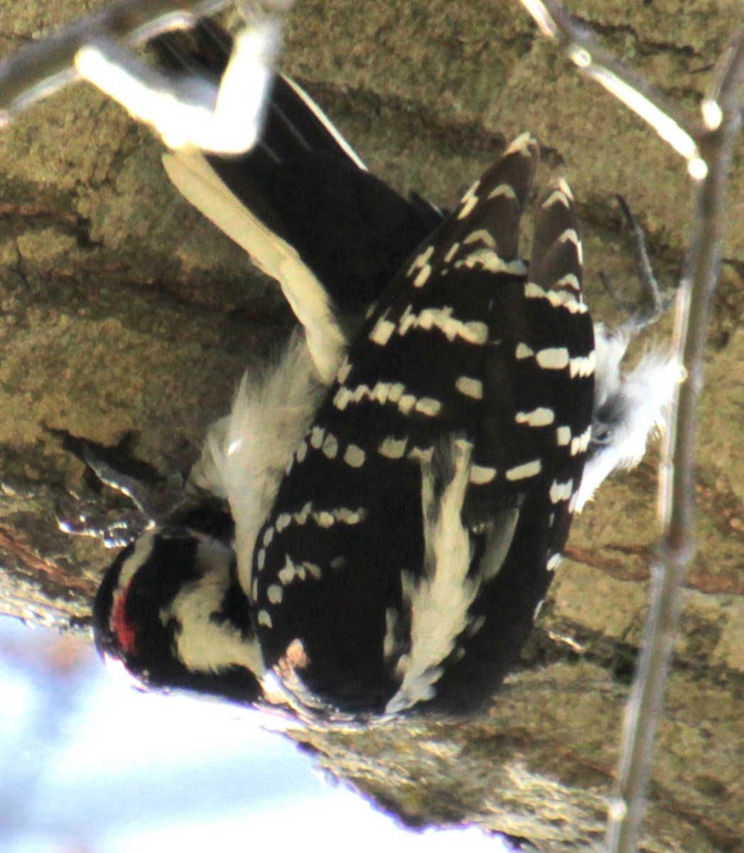 Hairy Woodpecker (Eastern) - ML617993756