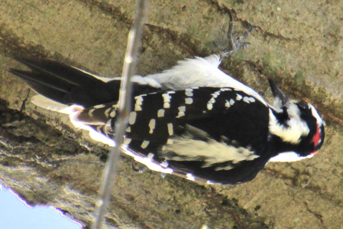 Hairy Woodpecker (Eastern) - ML617993757
