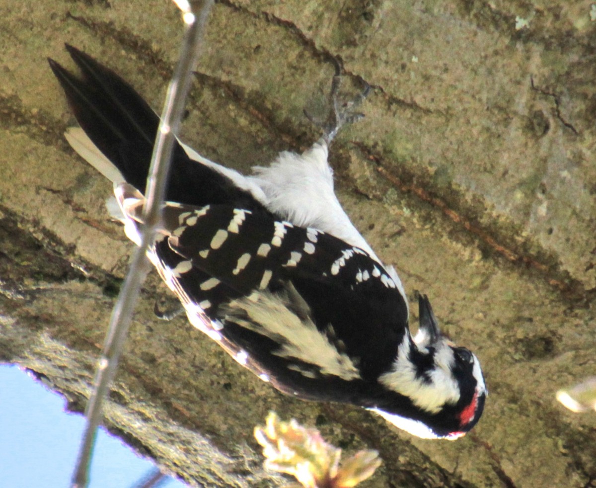 Hairy Woodpecker (Eastern) - ML617993758