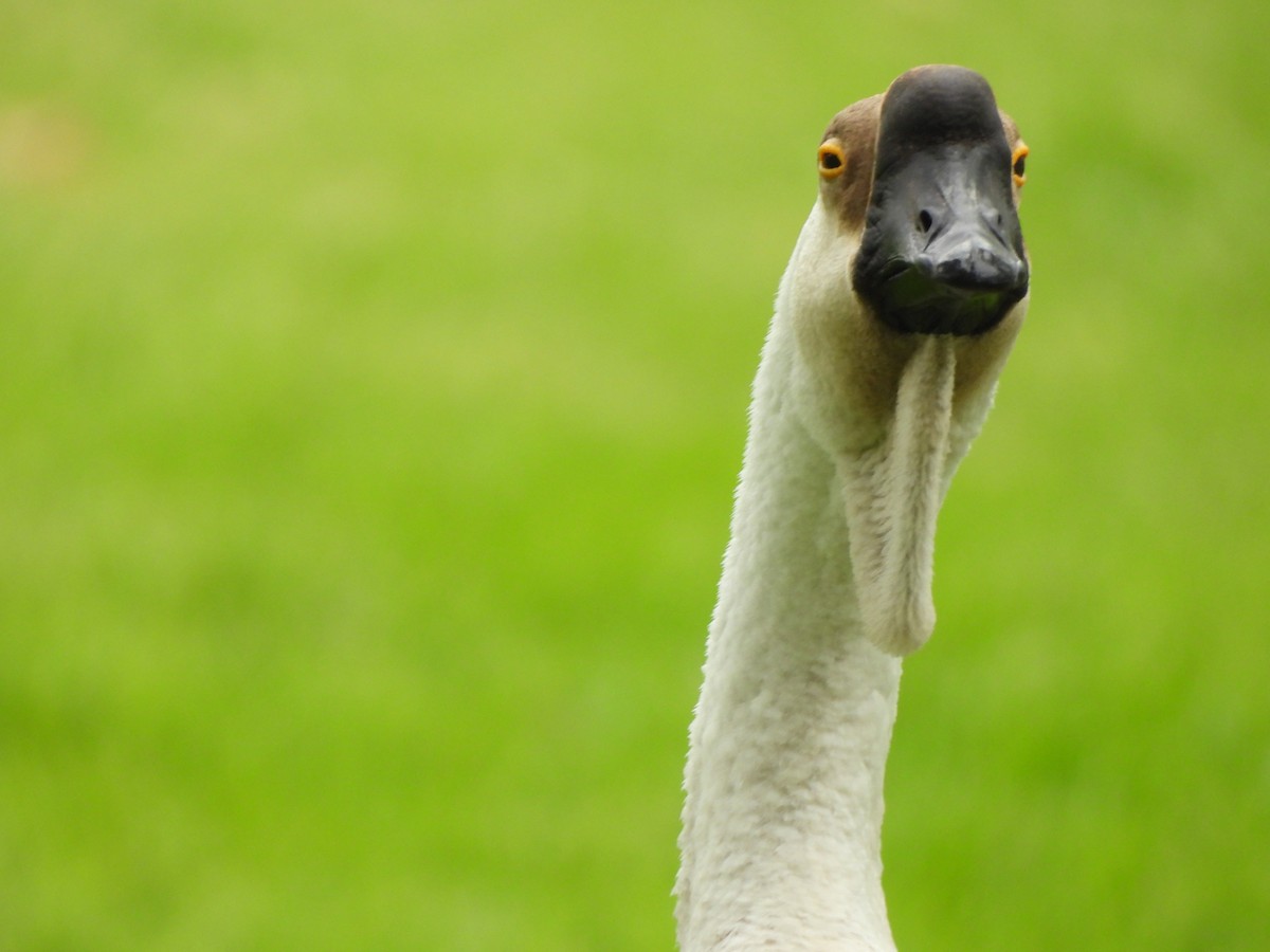 Swan Goose (Domestic type) - Teddy Huffer