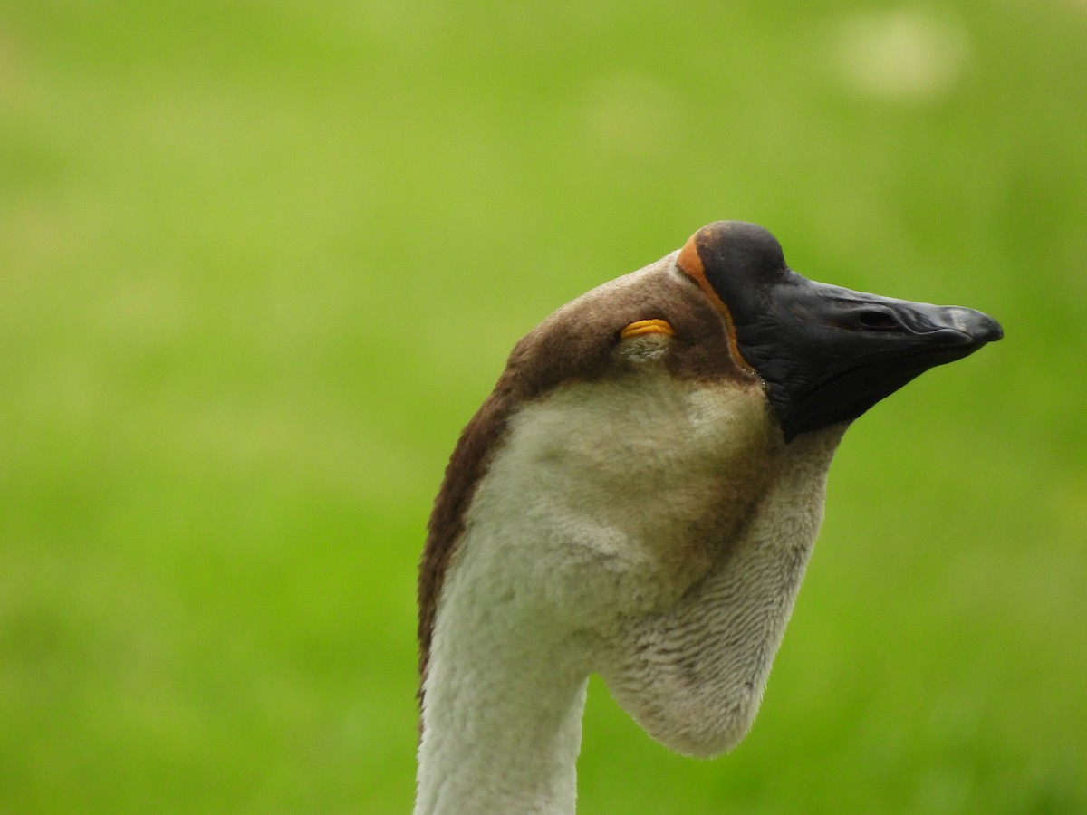 Swan Goose (Domestic type) - Teddy Huffer