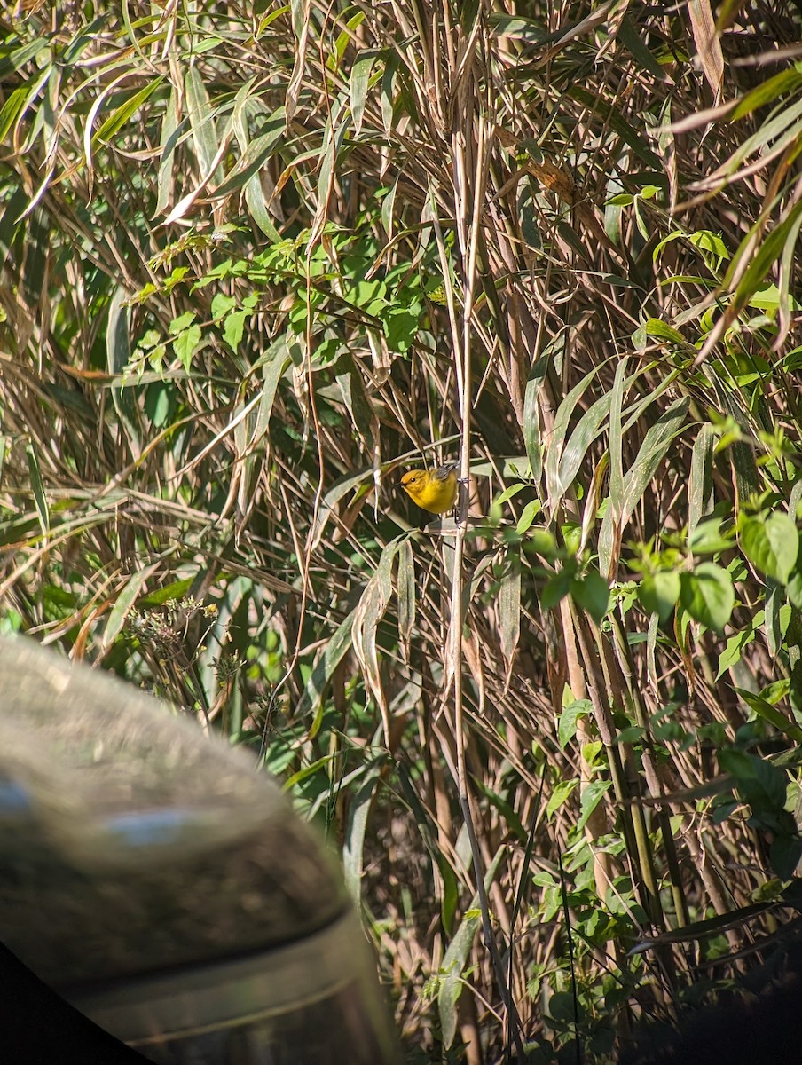 Prothonotary Warbler - ML617993773