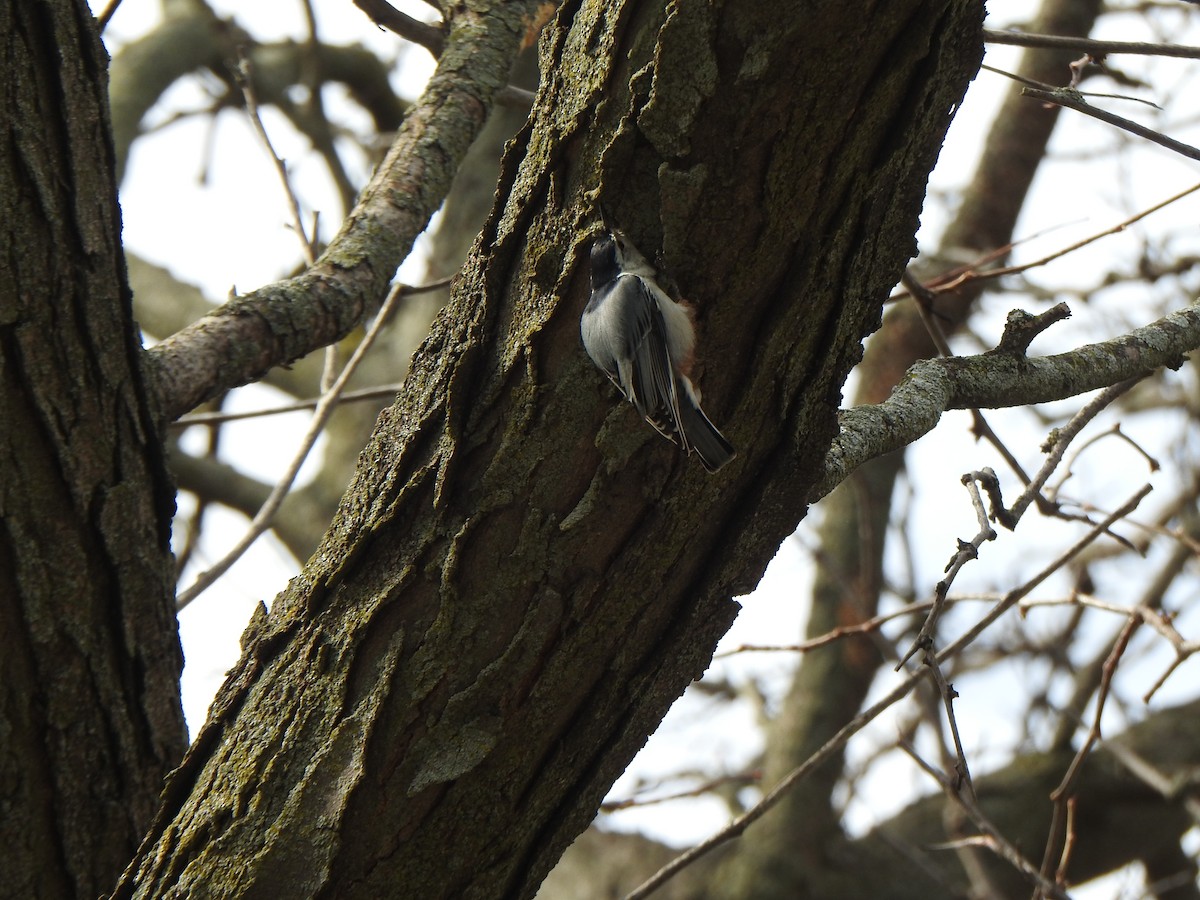 White-breasted Nuthatch (Eastern) - ML617993822