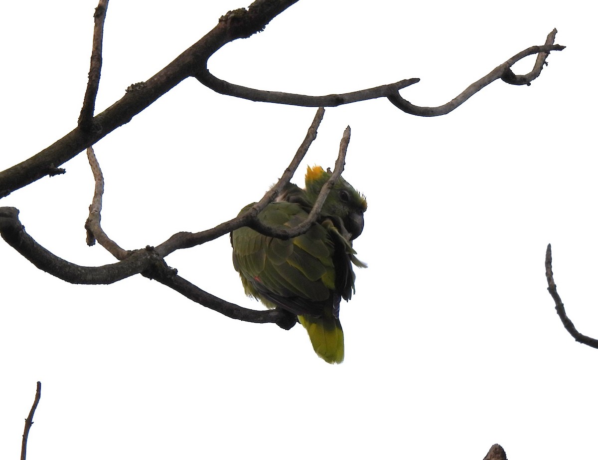 Yellow-naped Parrot - ML617993870