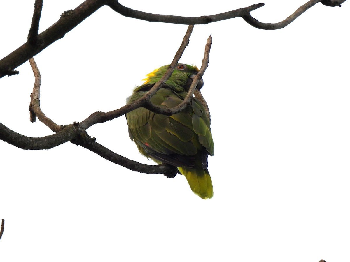 Yellow-naped Parrot - ML617993875