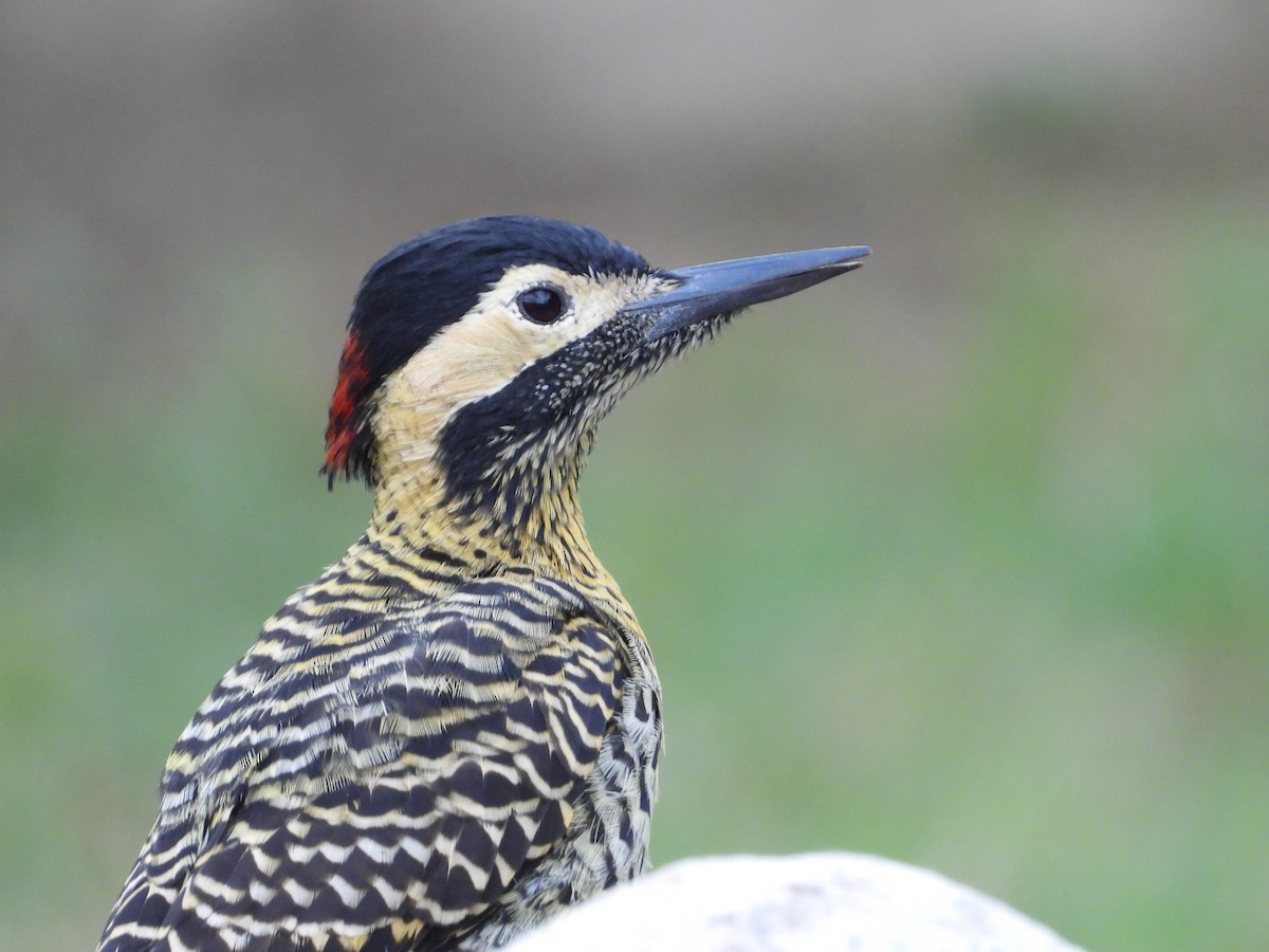 Green-barred Woodpecker - ML617993931
