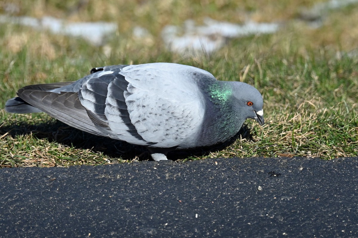Rock Pigeon (Feral Pigeon) - ML617993939
