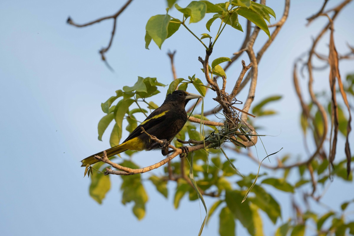 Yellow-winged Cacique - Anthony Kaduck