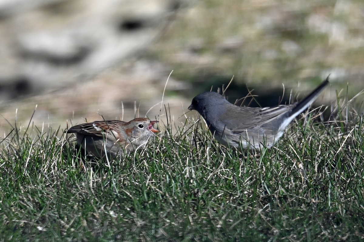 Field Sparrow - ML617993990
