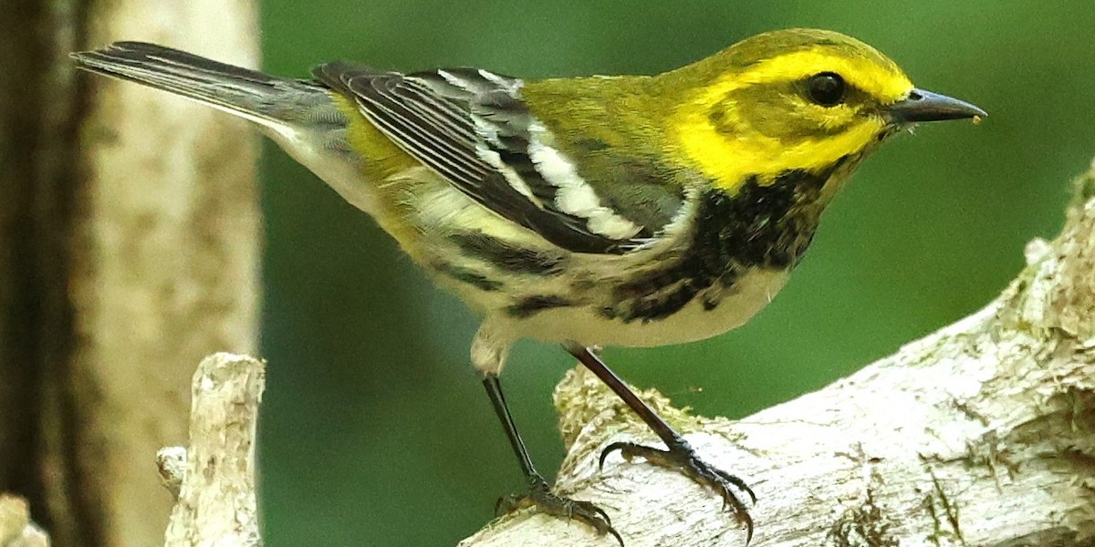 Black-throated Green Warbler - Duane Yarbrough