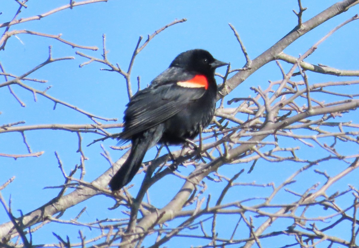 Red-winged Blackbird - ML617994020