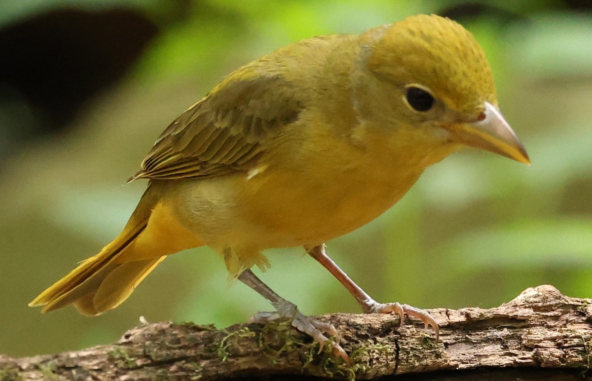 Summer Tanager - Duane Yarbrough