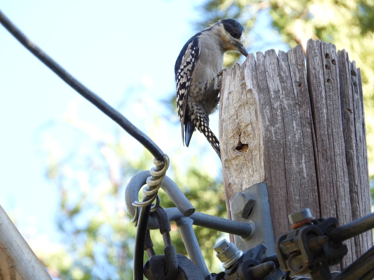 White-fronted Woodpecker - ML617994063