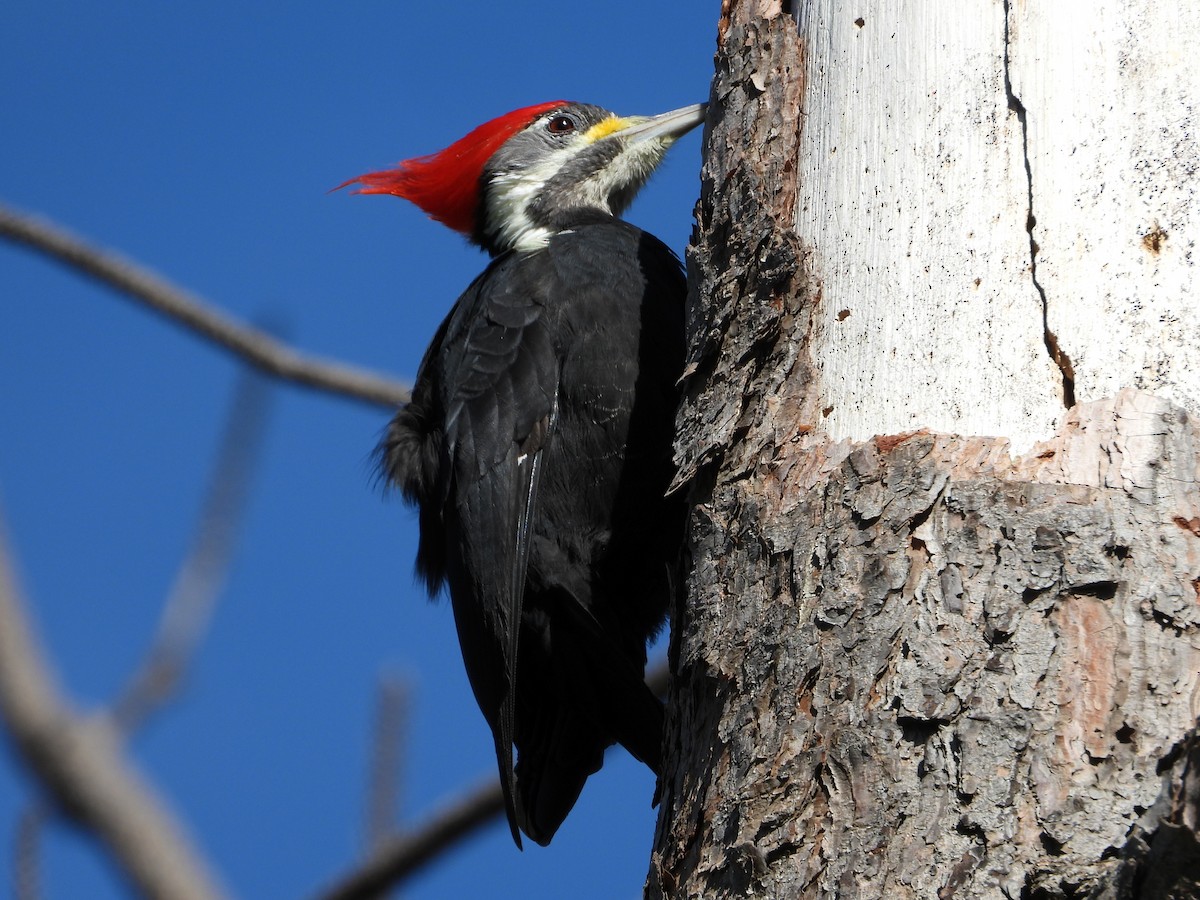 Black-bodied Woodpecker - ML617994103