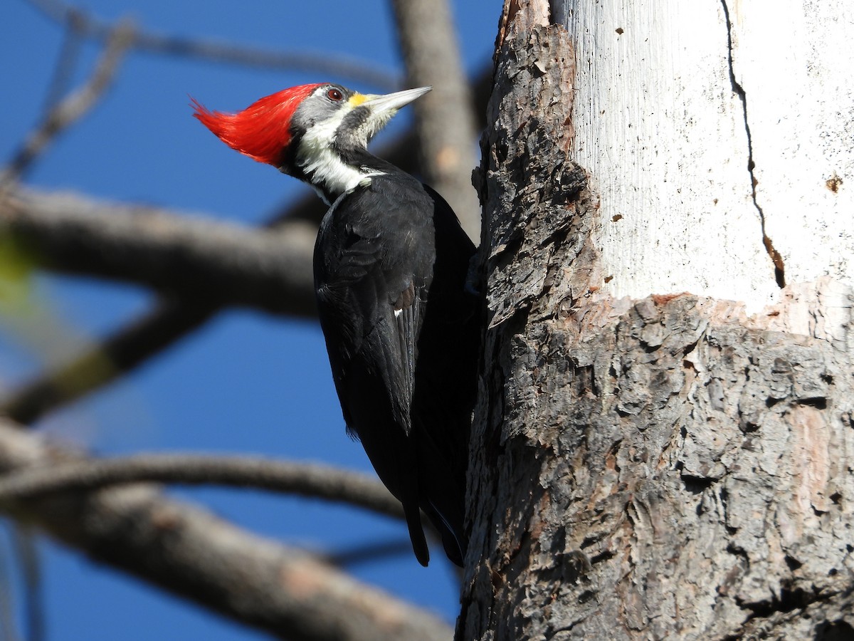 Black-bodied Woodpecker - ML617994142