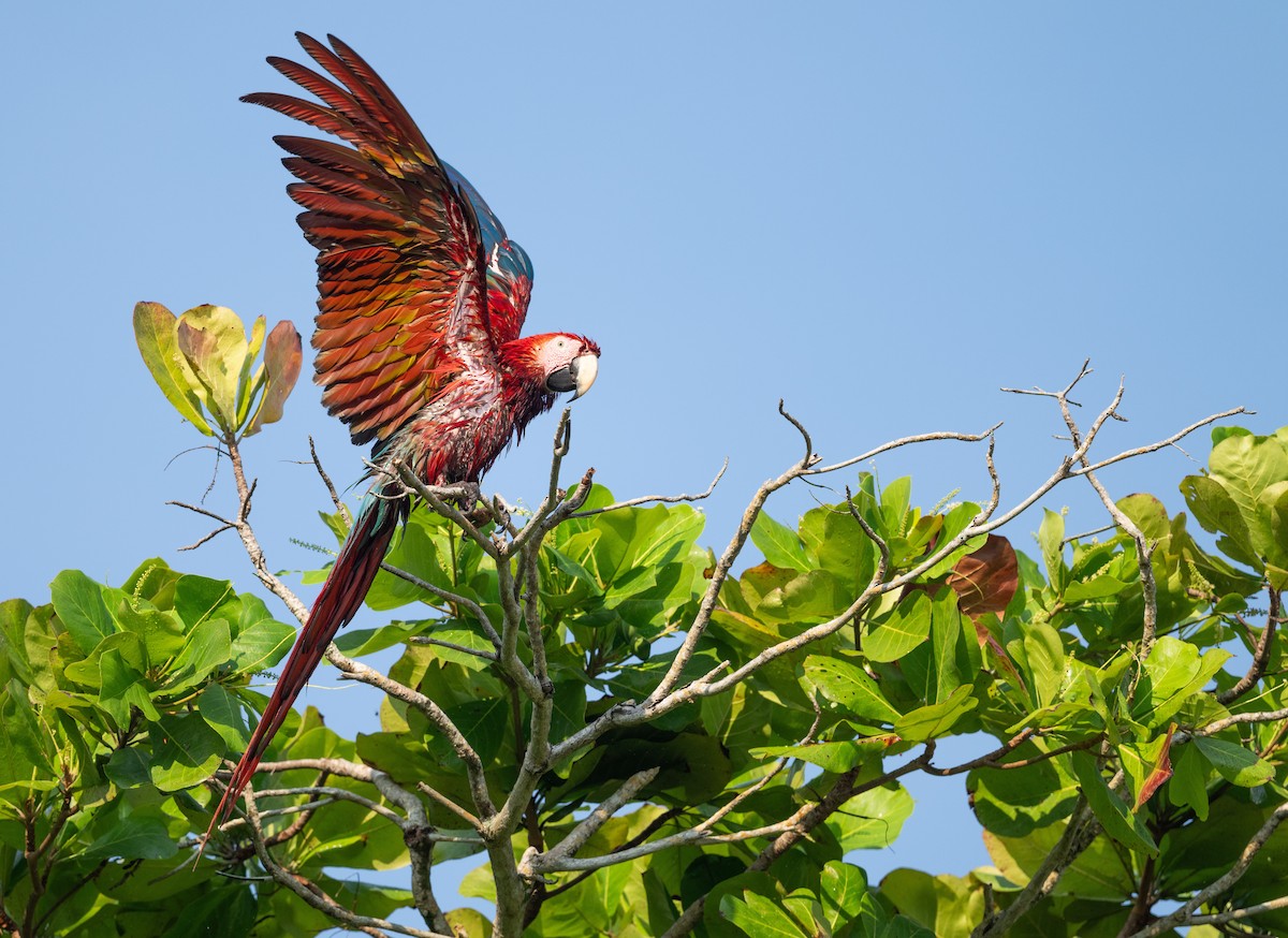 Scarlet Macaw - ML617994161