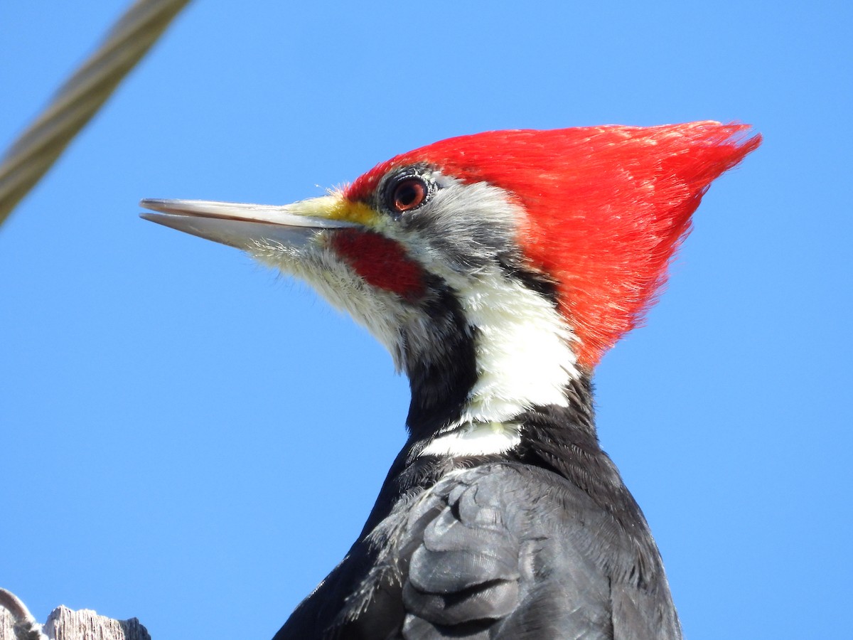 Black-bodied Woodpecker - ML617994188