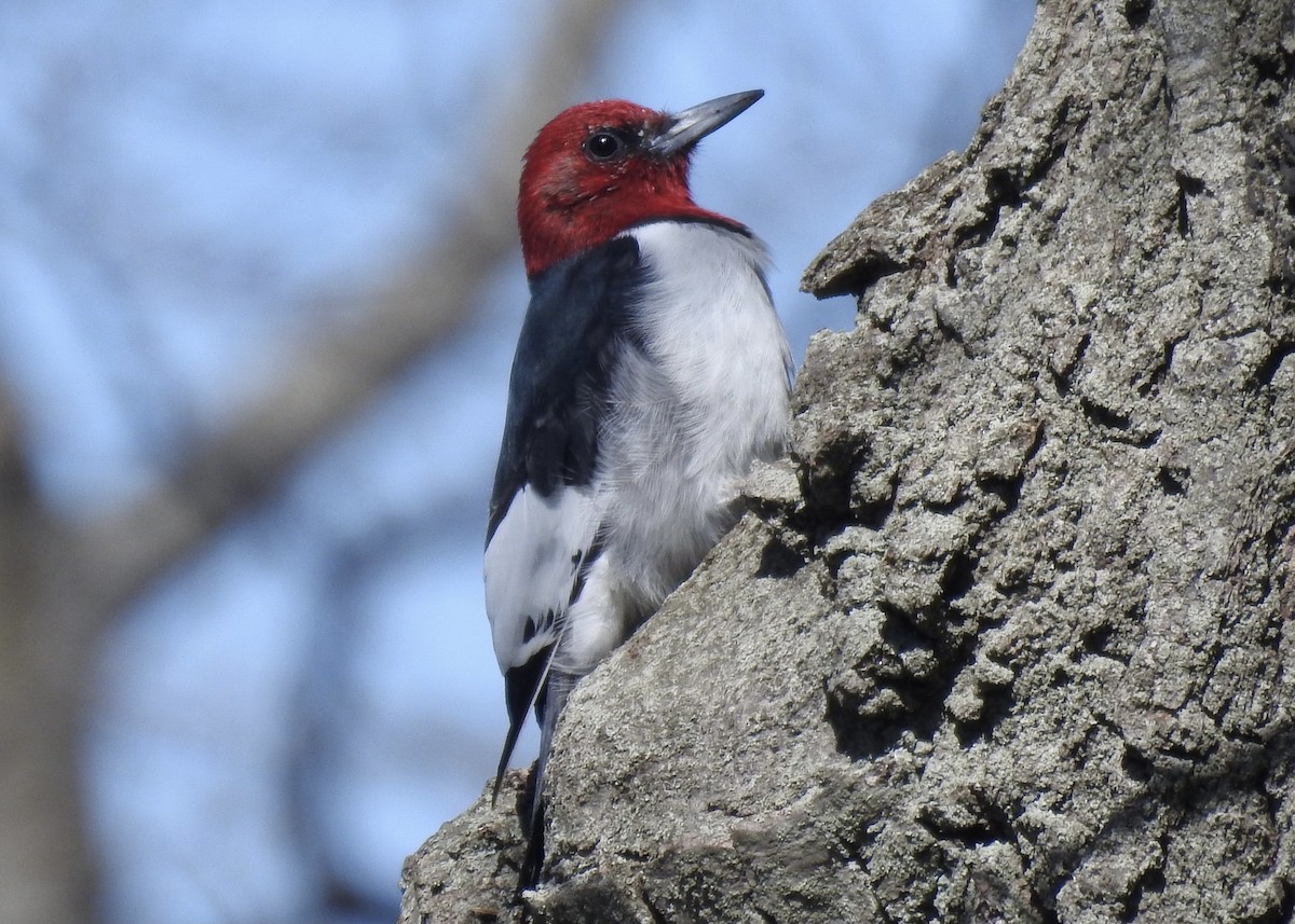 Red-headed Woodpecker - ML617994221