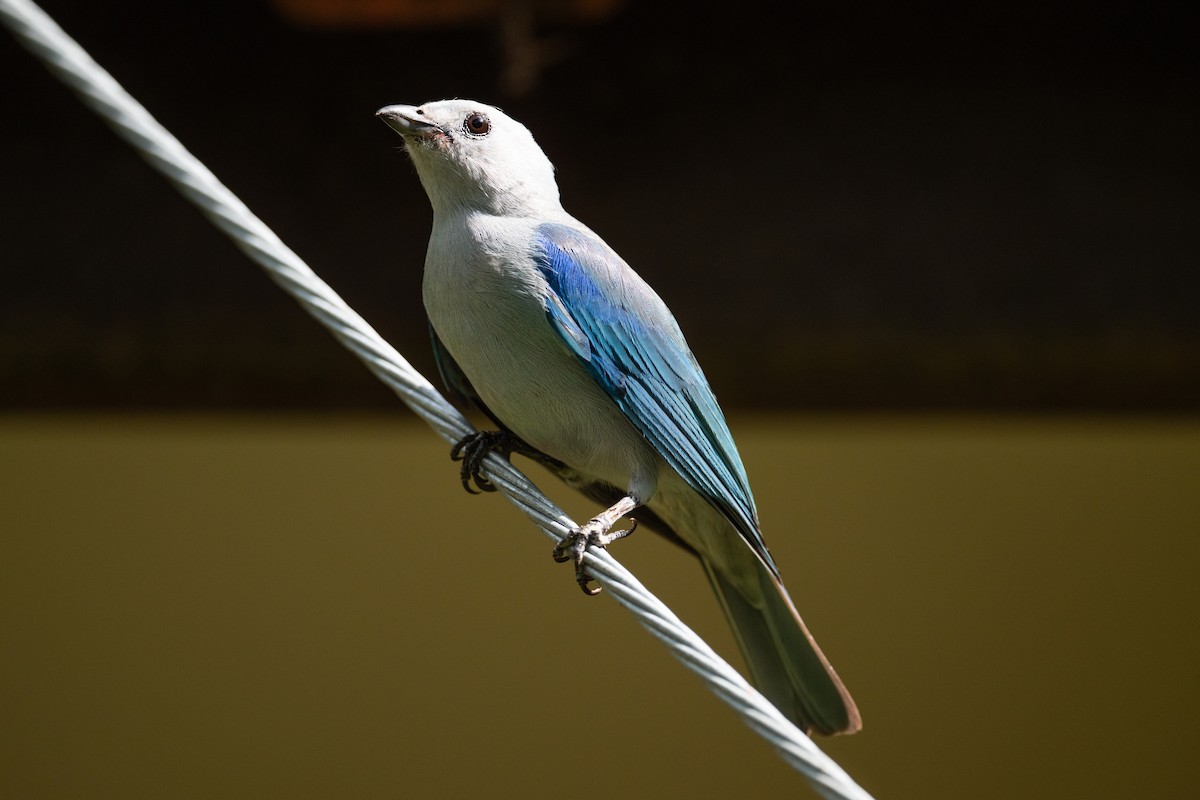 Blue-gray Tanager - ML617994229