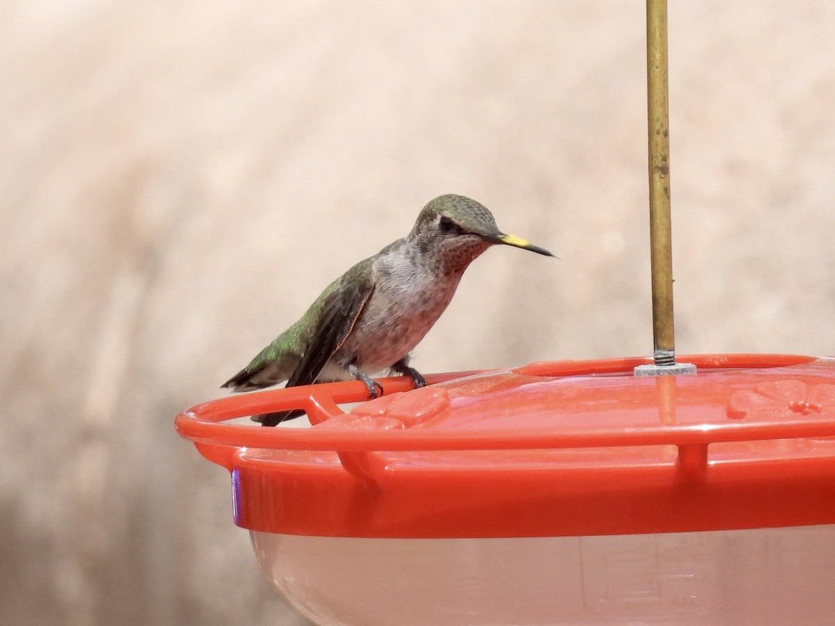 Anna's Hummingbird - ML617994232