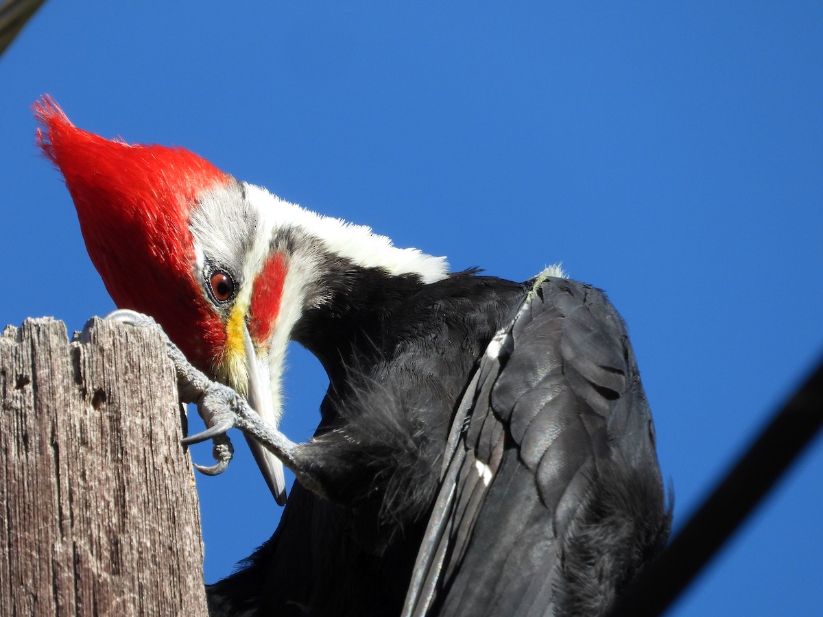 Black-bodied Woodpecker - ML617994243