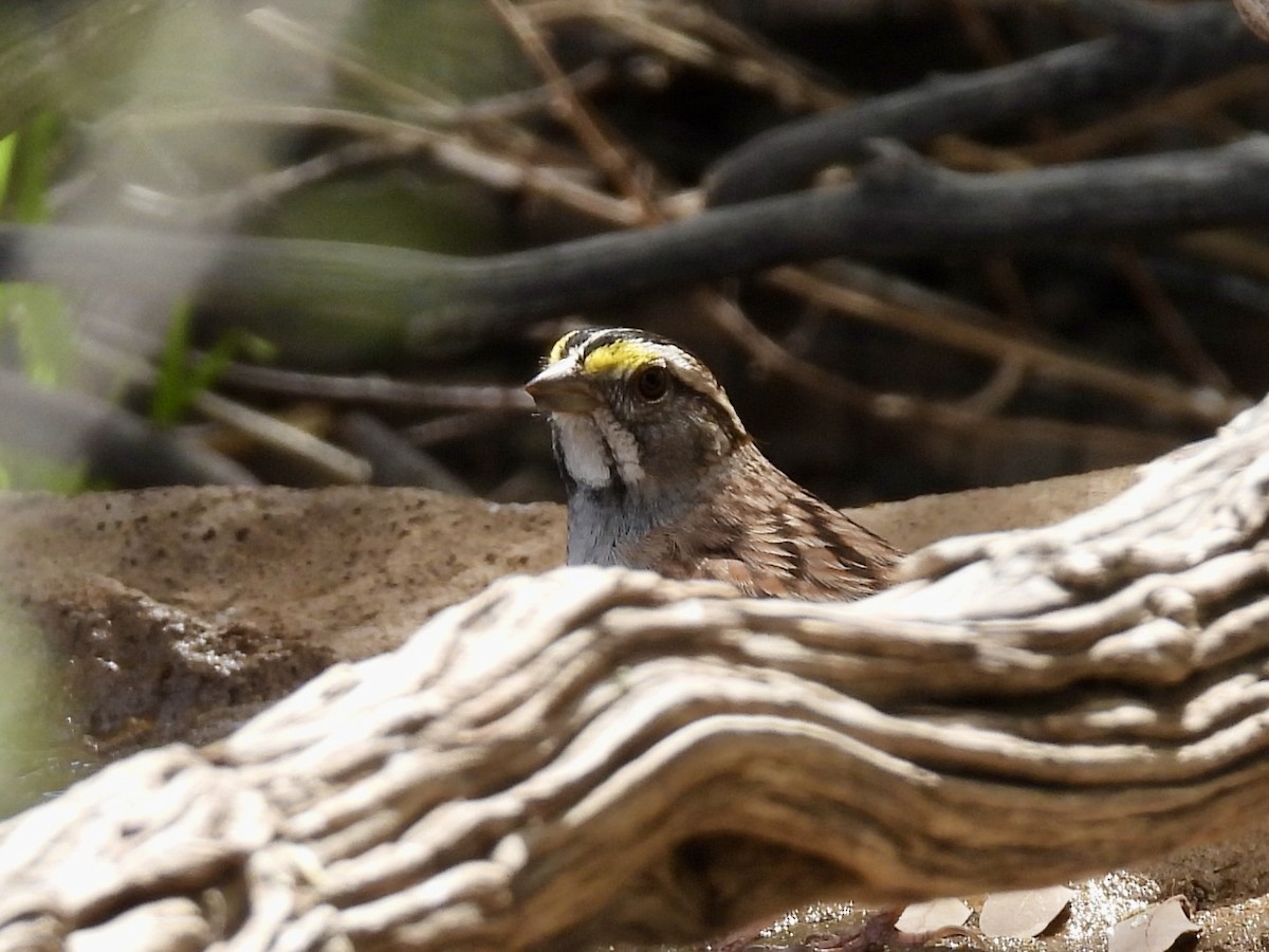 White-throated Sparrow - Sandy and Stephen Birge