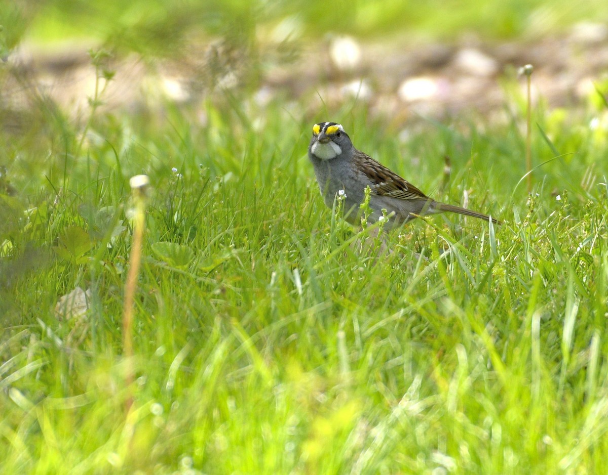 White-throated Sparrow - ML617994284
