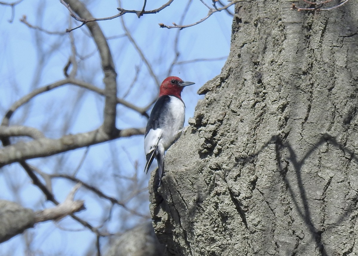 Red-headed Woodpecker - ML617994286