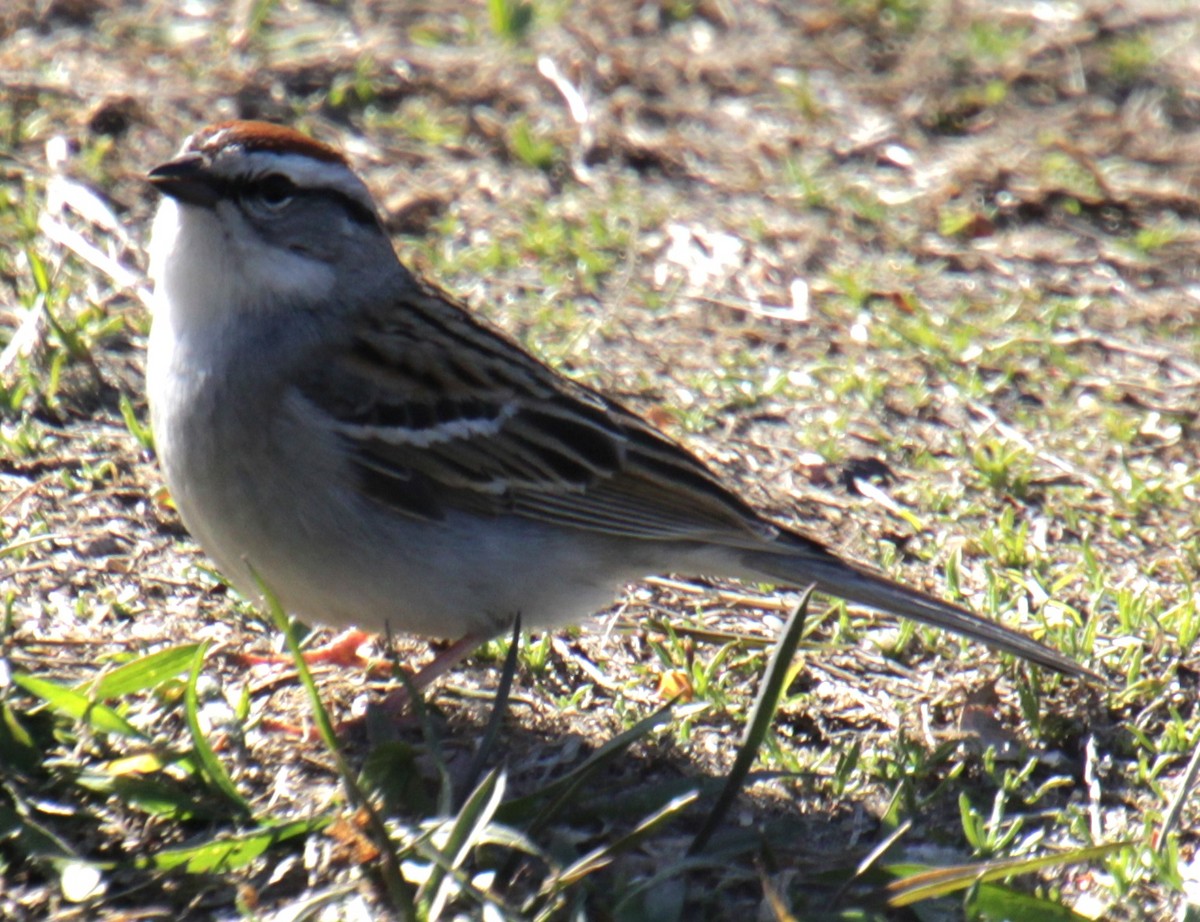 Chipping Sparrow - Samuel Harris