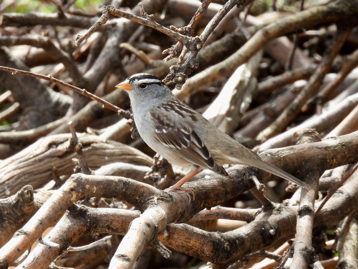 White-crowned Sparrow - ML617994293