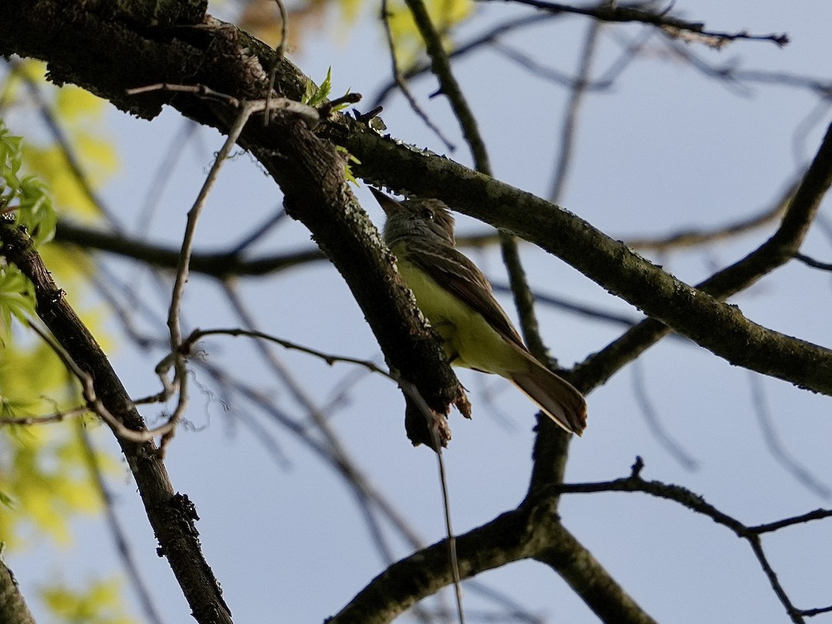 Great Crested Flycatcher - ML617994294