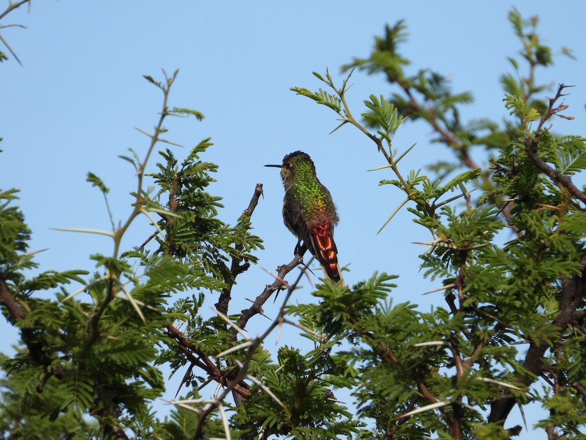 Red-tailed Comet - ML617994295