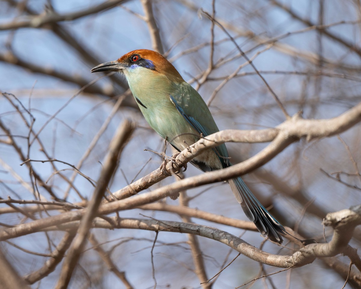 Russet-crowned Motmot - Anthony Kaduck