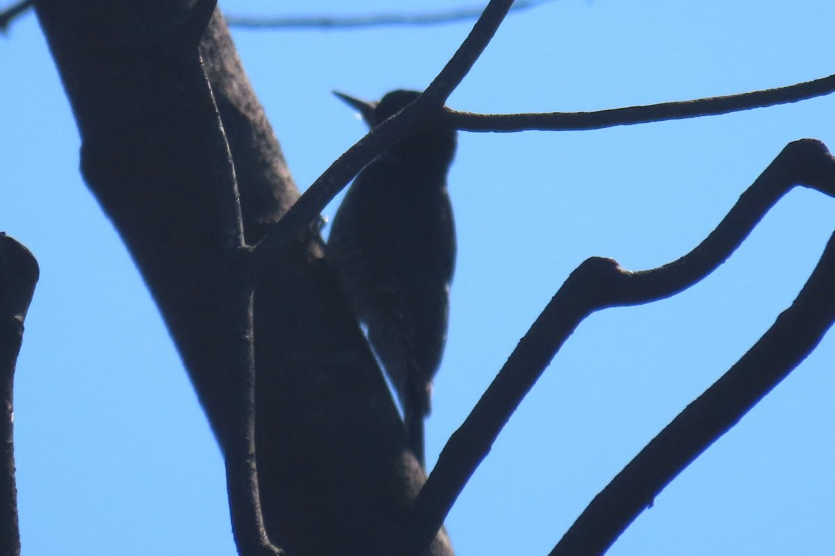Black-backed Woodpecker - ML617994328