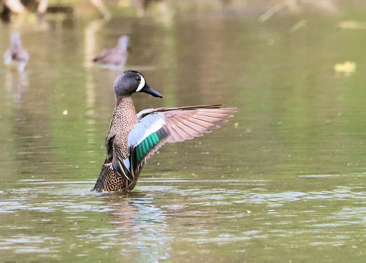 Blue-winged Teal - DICK GRUBB