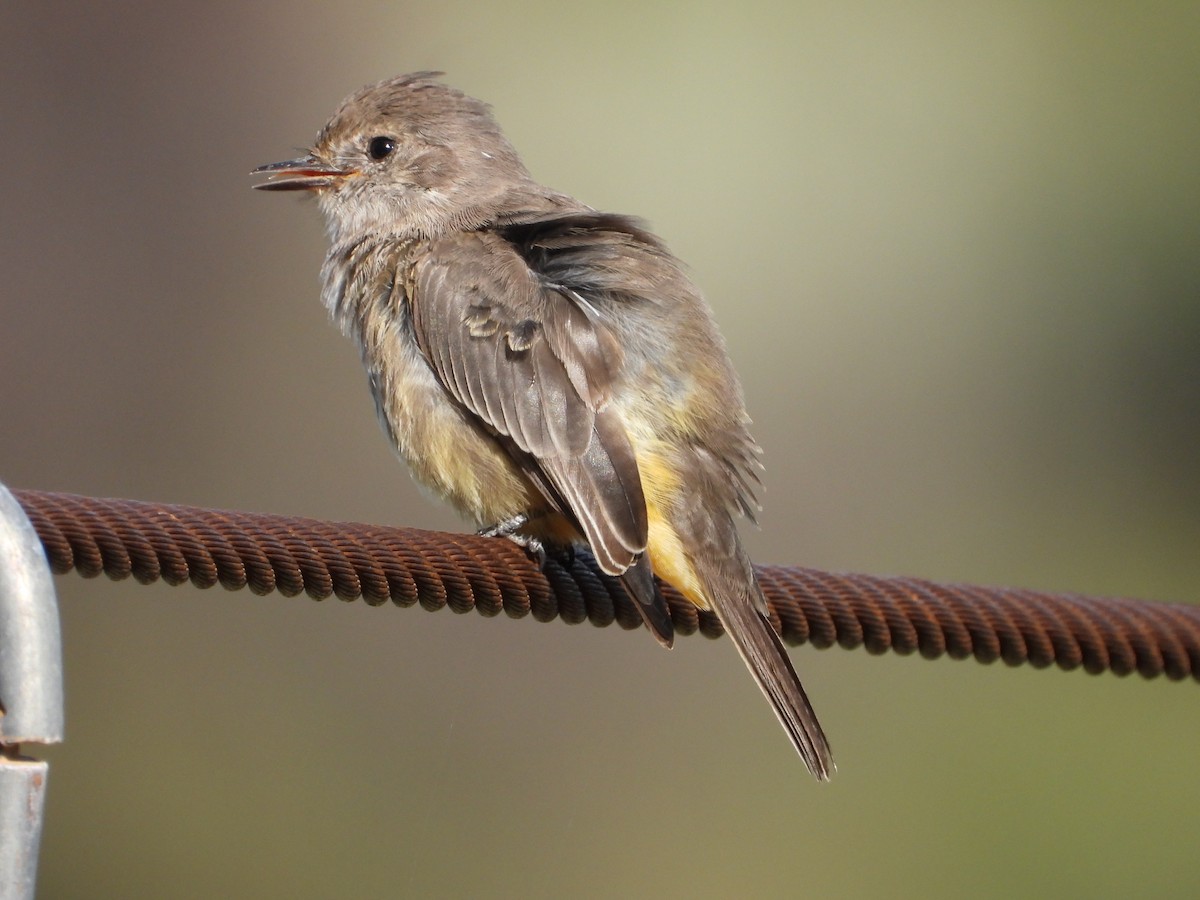 Vermilion Flycatcher - Más Aves
