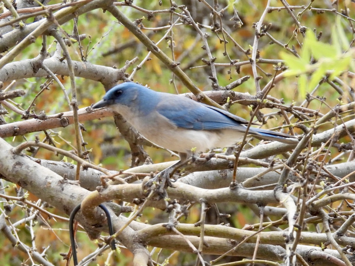 Mexican Jay - ML617994400