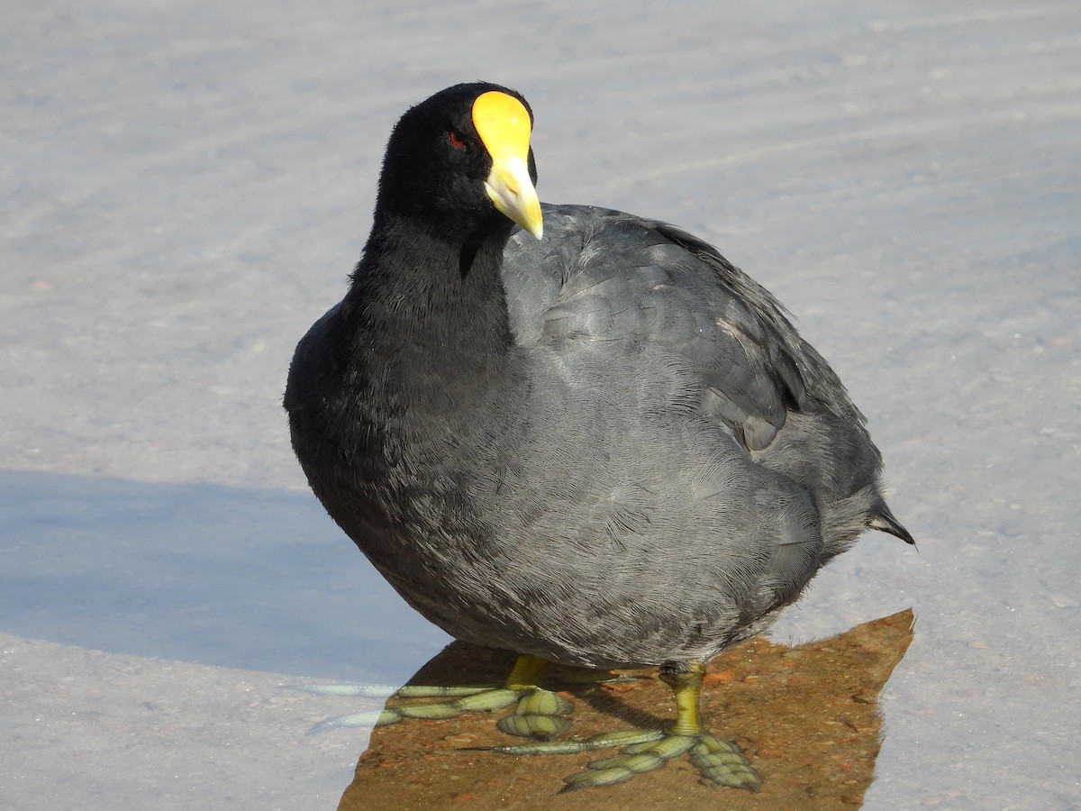 White-winged Coot - ML617994421