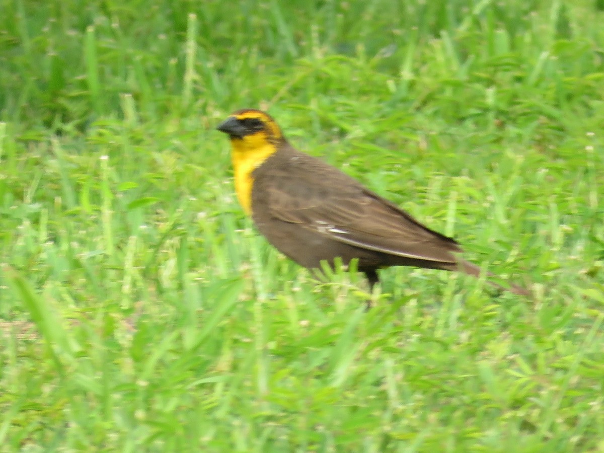 Yellow-headed Blackbird - ML617994427