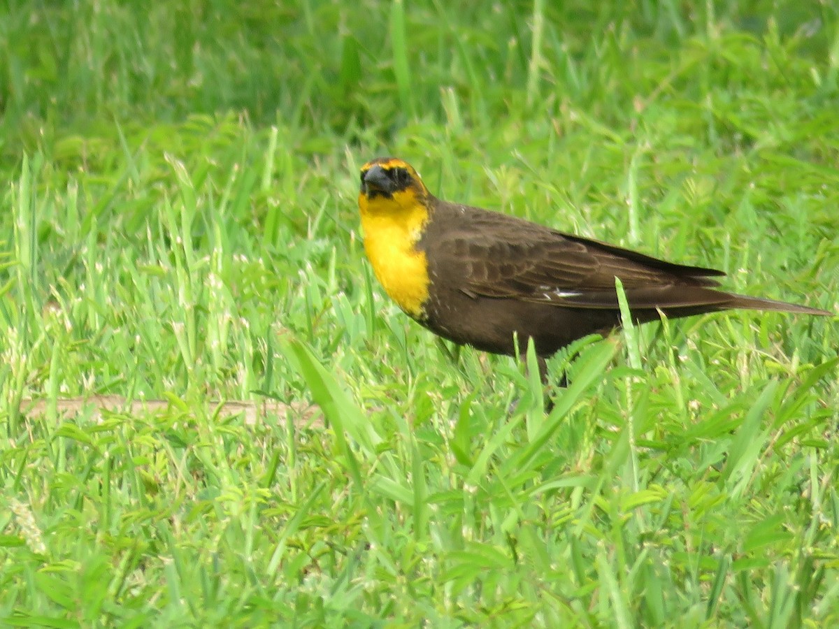 Yellow-headed Blackbird - ML617994428