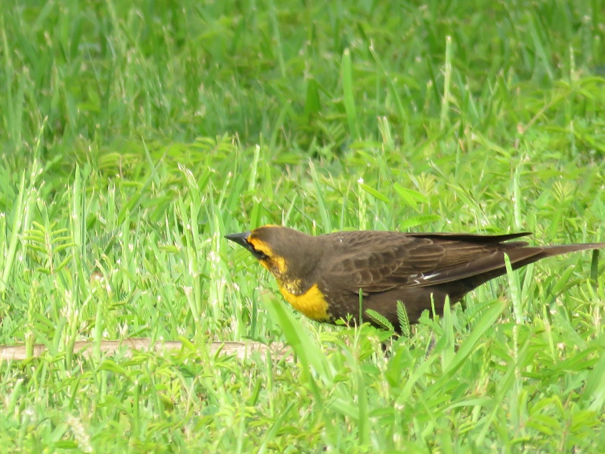 Yellow-headed Blackbird - ML617994429