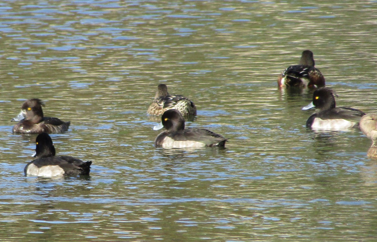 Tufted Duck - ML617994436