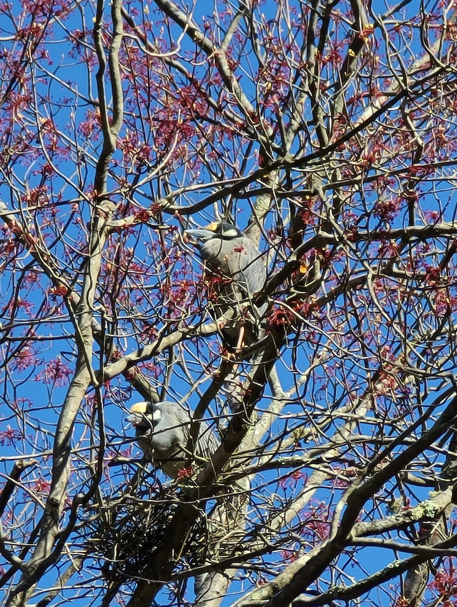 eBird Checklist - 26 Apr 2024 - Marblehead Neck Wildlife Sanctuary ...