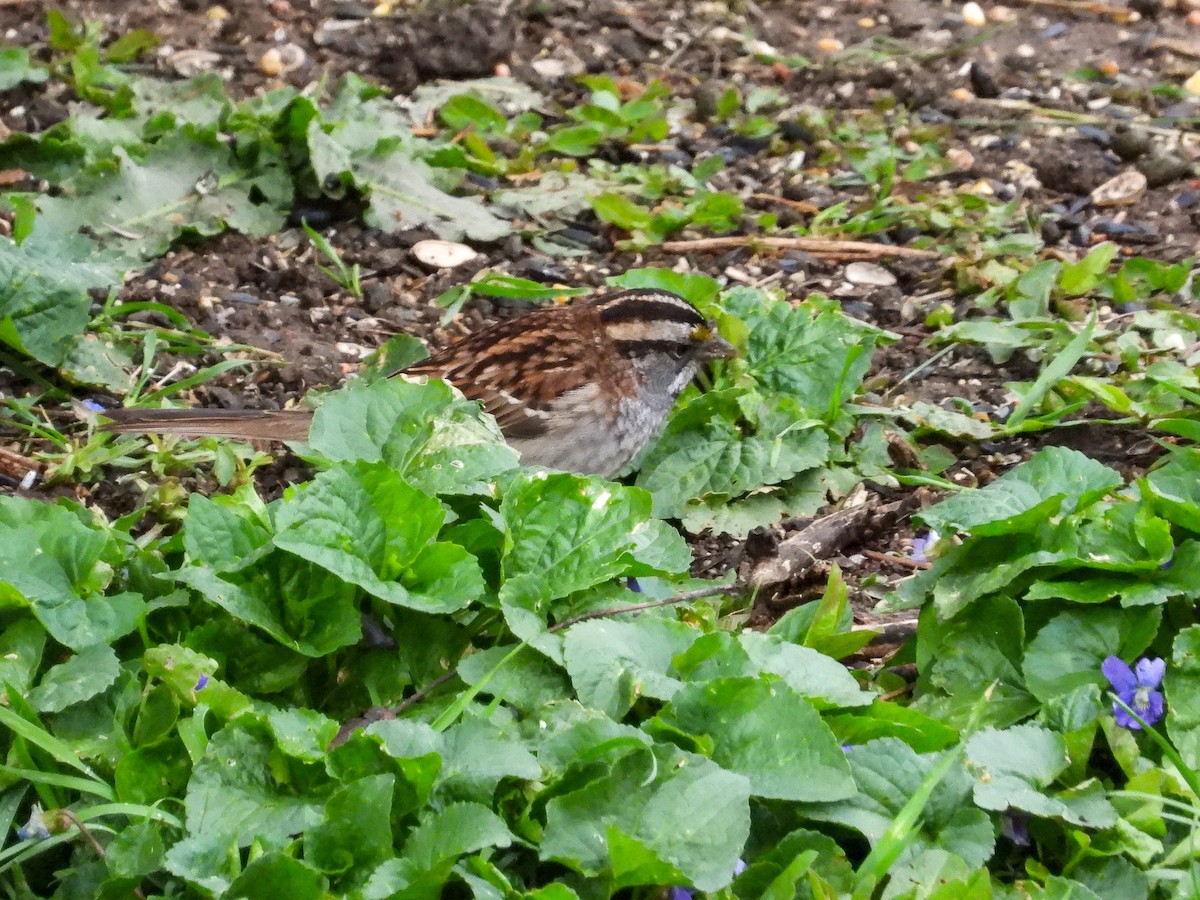 White-throated Sparrow - Ellen Star