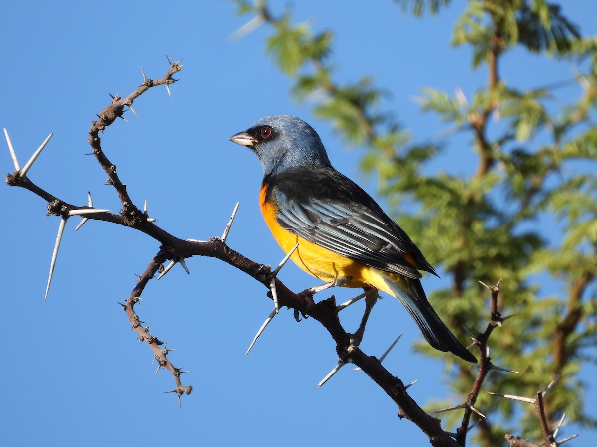 Blue-and-yellow Tanager - ML617994474