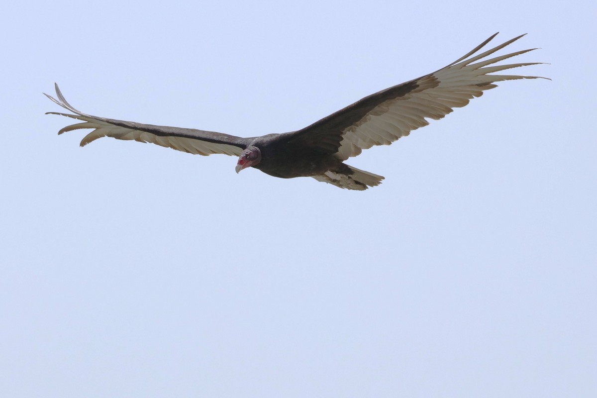 Turkey Vulture - ML617994526