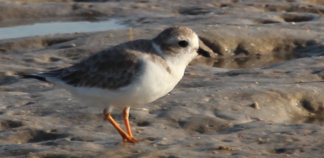 Piping Plover - Gary Leavens