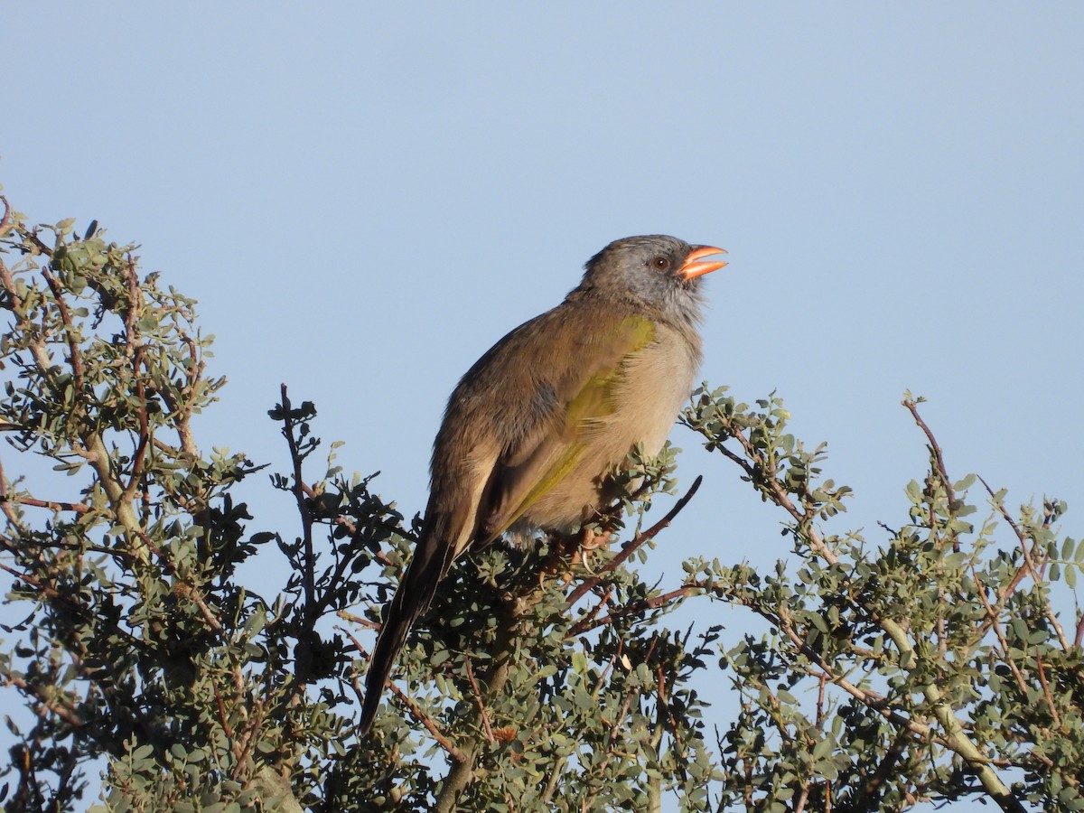 Great Pampa-Finch - Más Aves
